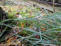 Carex flacca 15, Zeegroene zegge, Saxifraga-Rutger Barendse