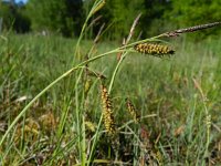 Carex flacca 16, Zeegroene zegge, Saxifraga-Rutger Barendse