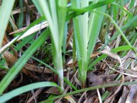 Carex flacca 18, Zeegroene zegge, Saxifraga-Rutger Barendse