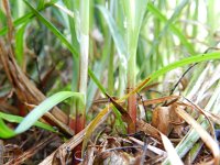 Carex flacca 19, Zeegroene zegge, Saxifraga-Rutger Barendse