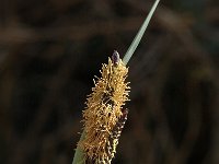 Carex flacca 2, Zeegroene zegge, Saxifraga-Jan van der Straaten