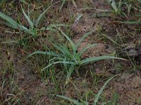 Carex flacca 20, Zeegroene zegge, Saxifraga-Hans Boll