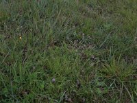 Carex flacca 21, Zeegroene zegge, Saxifraga-Hans Boll