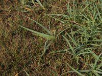 Carex flacca 22, Zeegroene zegge, Saxifraga-Hans Boll