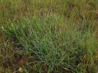 Carex flacca 23, Zeegroene zegge, Saxifraga-Hans Boll