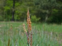 Carex flacca 24, Zeegroene zegge, Saxifraga-Jeroen Willemsen