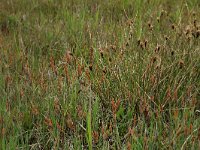 Carex flacca 26, Zeegroene zegge, Saxifraga-Hans Boll