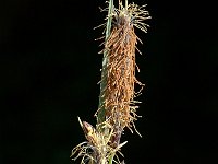 Carex flacca 3, Zeegroene zegge, Saxifraga-Jan van der Straaten