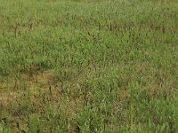 Carex flacca 30, Zeegroene zegge, Saxifraga-Hans Boll