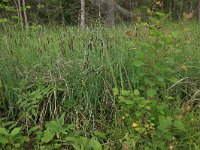 Carex flacca 38, Zeegroene zegge, Saxifraga-Hans Boll