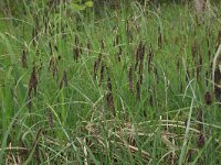 Carex flacca 39, Zeegroene zegge, Saxifraga-Hans Boll