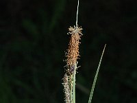 Carex flacca 4, Zeegroene zegge, Saxifraga-Jan van der Straaten