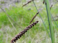Carex flacca 40, Zeegroene zegge, Saxifraga-Rutger Barendse