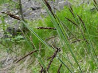 Carex flacca 41, Zeegroene zegge, Saxifraga-Rutger Barendse