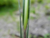 Carex flacca 42, Zeegroene zegge, Saxifraga-Rutger Barendse