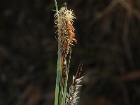 Carex flacca 5, Zeegroene zegge, Saxifraga-Marijke Verhagen