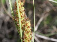 Carex flacca 6, Zeegroene zegge, Saxifraga-Rutger Barendse
