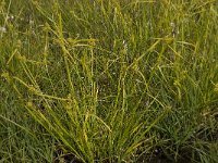 Carex flava 10, Gele zegge, Saxifraga-Willem van Kruijsbergen