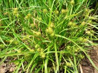 Carex flava 11, Gele zegge, Saxifraga-Jan Willem Jongepier