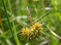 Carex flava 12, Gele zegge, Saxifraga-Jan Willem Jongepier