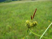 Carex flava 13, Gele zegge, Saxifraga-Jasenka Topic