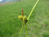 Carex flava 14, Gele zegge, Saxifraga-Jasenka Topic