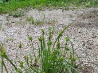 Carex flava 15, Gele zegge, Saxifraga-Jasenka Topic