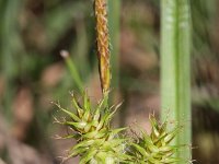 Carex flava 16, Gele zegge, Saxifraga-Rutger Barendse