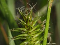 Carex flava 17, Gele zegge, Saxifraga-Rutger Barendse