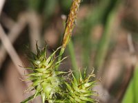 Carex flava 18, Gele zegge, Saxifraga-Rutger Barendse