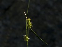 Carex flava 2, Gele zegge, Saxifraga-Jan van der Straaten