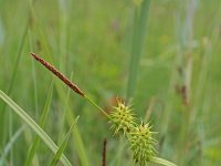 Carex flava 22, Gele zegge, Saxifraga-Jeroen Willemsen
