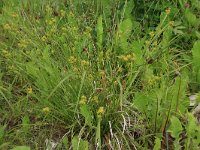 Carex flava 24, Gele zegge, Saxifraga-Hans Boll