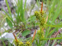 Carex flava 27, Gele zegge, Saxifraga-Ed Stikvoort