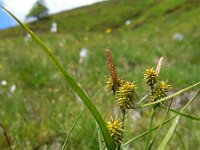 Carex flava 28, Gele zegge, Saxifraga-Ed Stikvoort