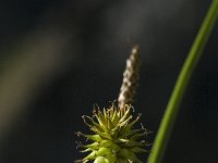 Carex flava 3, Gele zegge, Saxifraga-Jan van der Straaten