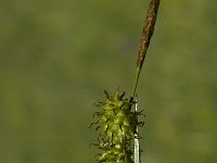 Carex flava 4, Gele zegge, Saxifraga-Marijke Verhagen