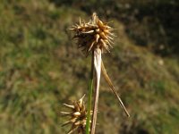 Carex flava 6, Gele zegge, Saxifraga-Rutger Barendse