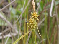 Carex flava 7, Gele zegge, Saxifraga-Rutger Barendse