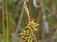Carex flava 8, Gele zegge, Saxifraga-Rutger Barendse