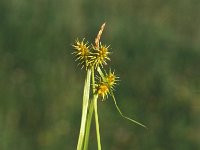 Carex flava 9, Gele zegge, Saxifraga-Jan van der Straaten