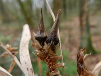 Carex grayi 2, Saxifraga-Rutger Barendse
