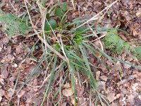 Carex grayi 3, Saxifraga-Rutger Barendse