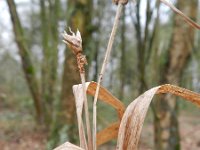 Carex grayi 4, Saxifraga-Rutger Barendse