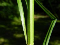 Carex grayi 5, Saxifraga-Rutger Barendse