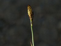 Carex halleriana 1, Saxifraga-Jan van der Straaten
