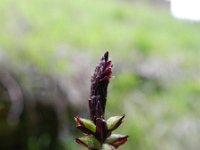 Carex halleriana 10, Saxifraga-Rutger Barendse