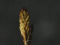 Carex halleriana 2, Saxifraga-Jan van der Straaten