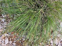 Carex halleriana 3, Saxifraga-Jasenka Topic