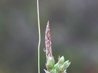 Carex halleriana 6, Saxifraga-Rutger Barendse
